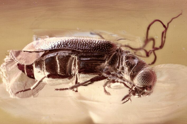 Fossil Ant-Like Leaf Beetle (Palaeocnopus) & Wasp in Baltic Amber #310844